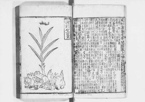 页面提取自－s205元版.子部.经史证类大观本草.31卷.首目1卷.宋.唐慎微撰.曹孝忠校.元大德6年宗文书院刊.明修.带图本.24册-10