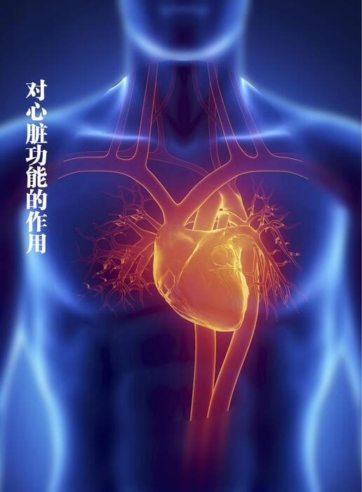 汉参文化-人参对心脑血管的作用